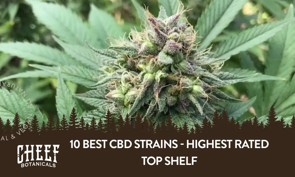 A CBD cannabis plant growing outside with the title "10 best CBD strains".