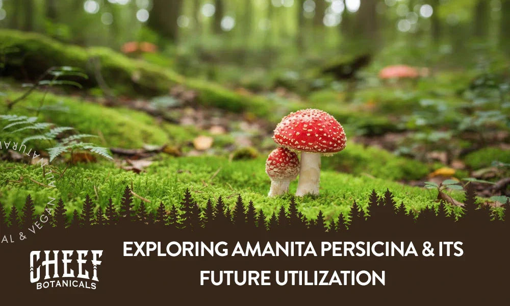 A couple amanita persicina mushrooms growing outside with the title "Exploring amanita persicina".