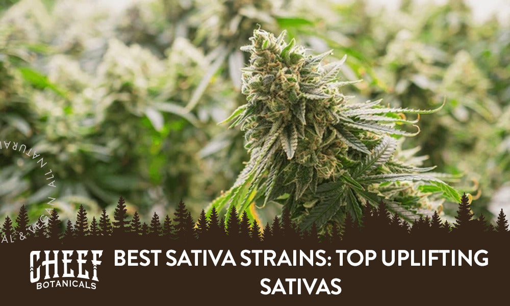 Best Sativa Strains featured blog image by Cheef Botanicals. Shows a field of mature sativa cannabis plants.