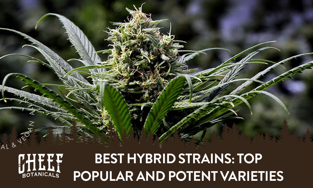 Best Hybrid Strains featured blog image by Cheef Botanicals. Show a large Blue Dream bud growing on a mature plant (hybrid strain).
