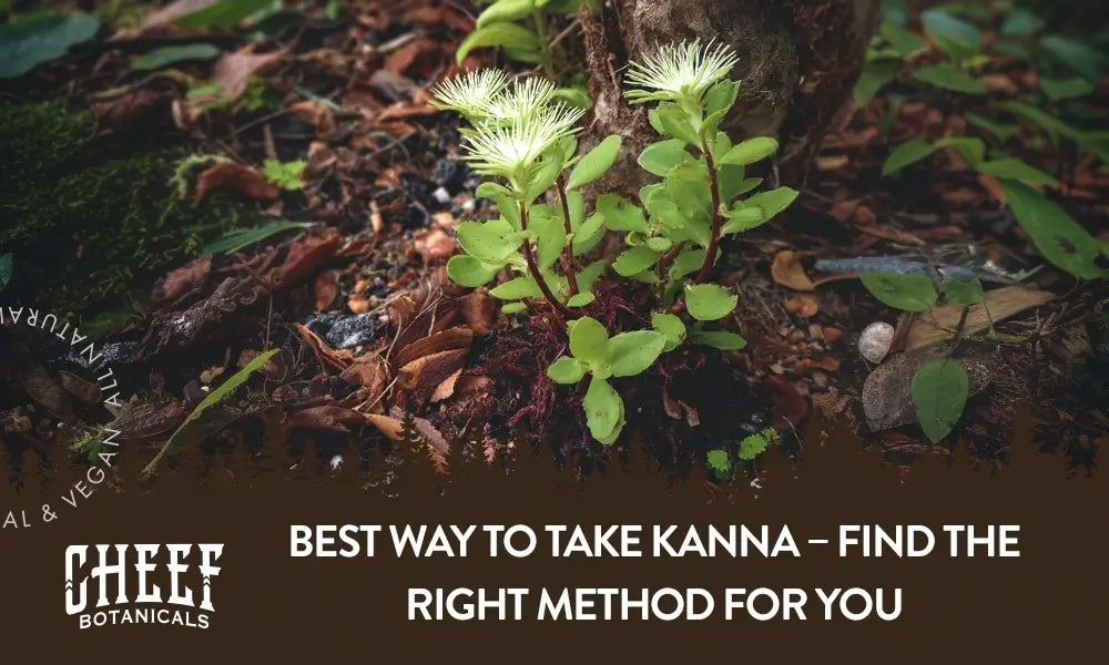 A kanna plant growing naturally outside with the title "best way to take kanna".