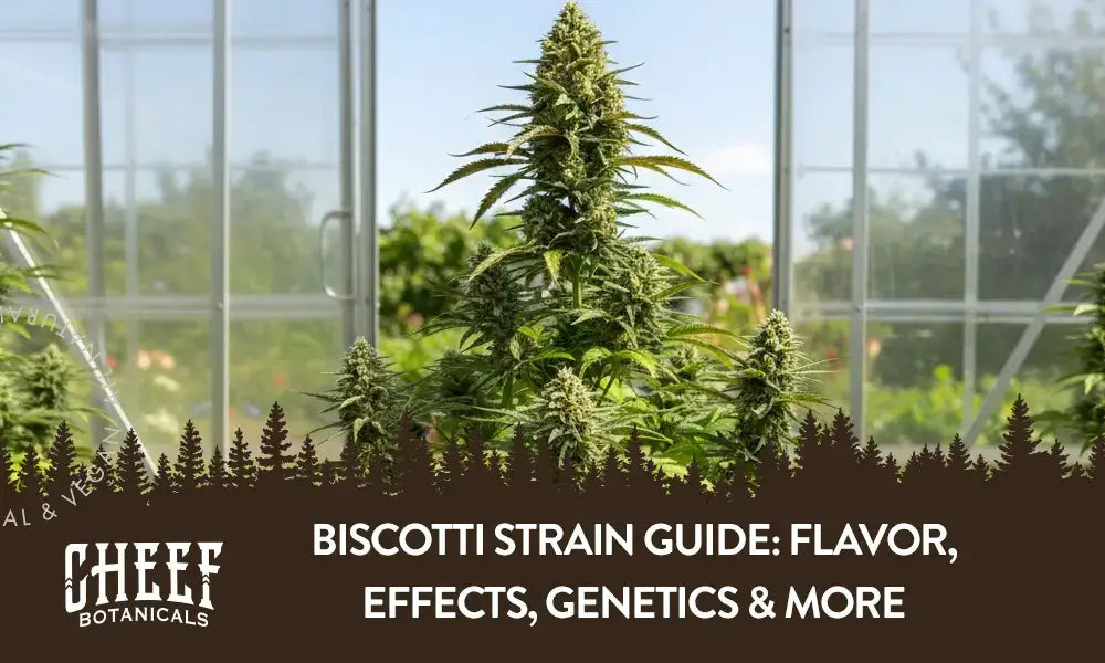 A Biscotti plant growing outside in a greenhouse.