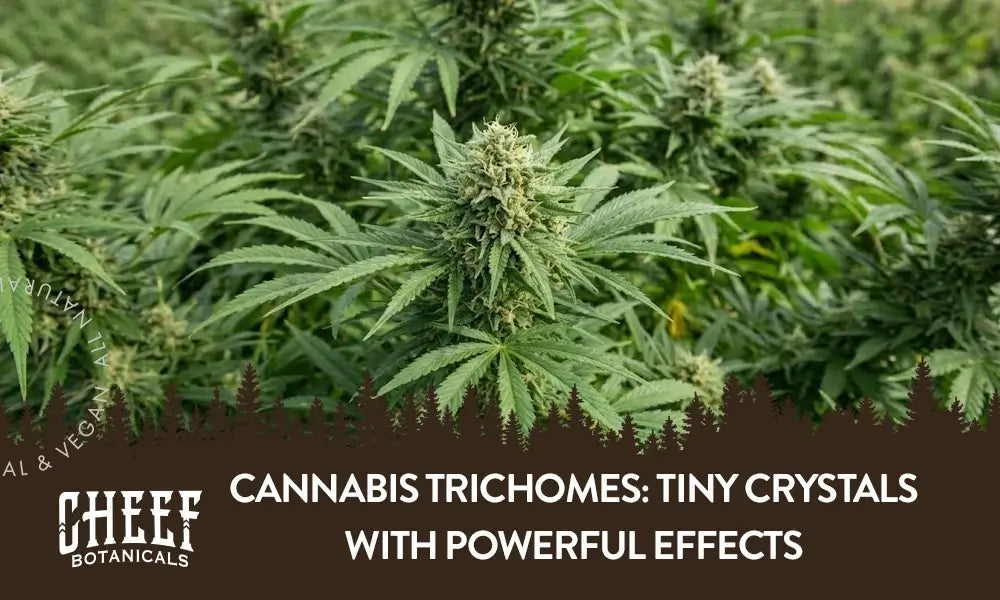 A bunch of cannabis plants growing outside with the title "Cannabis trichomes".