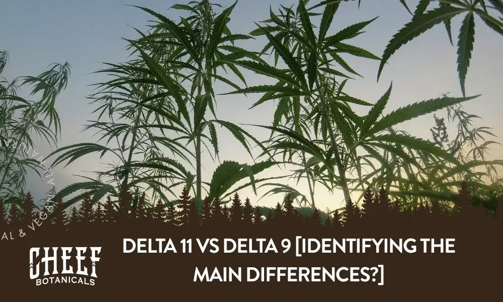 An upward look at a bunch of cannabis plants with the title "Delta 11 vs Delta 9".
