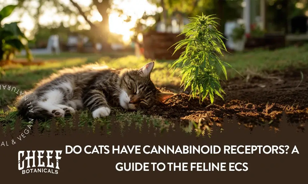 A cat laying down next to a cannabis plant outside.