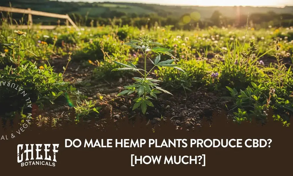 A male hemp plant growing outside in a field with the title "Do male hemp plants produce CBD".