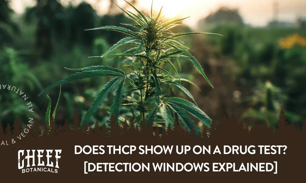 A cannabis plant growing outside with the title "Does THCP show up on a drug test".