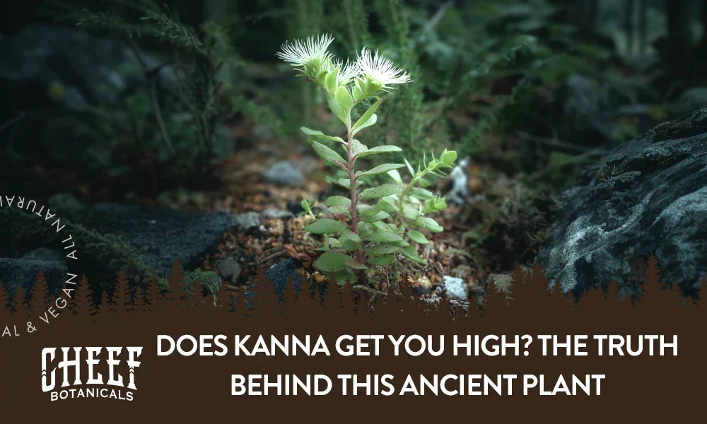 A kanna plant growing naturally outside with the title "Does kanna get you high".