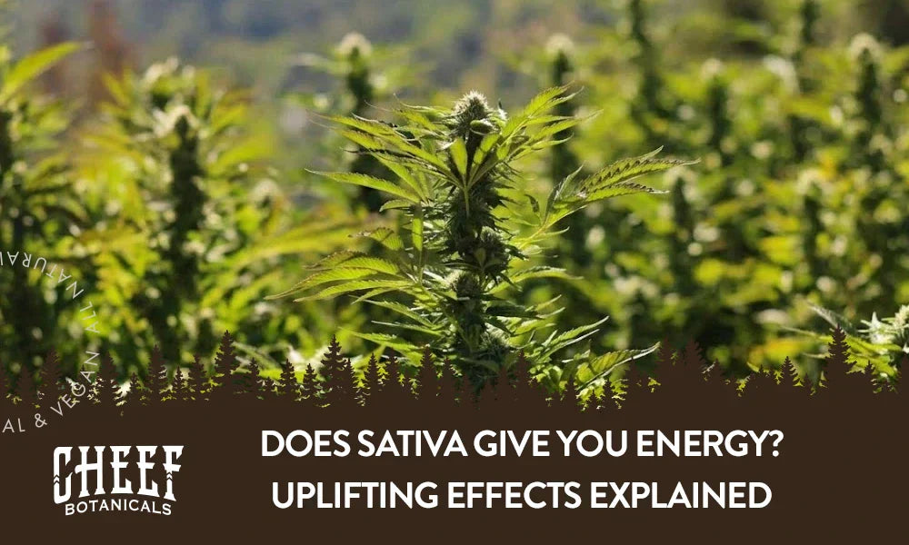 A bunch of sativa cannabis plants growing outside with the title "Does sativa give you energy".
