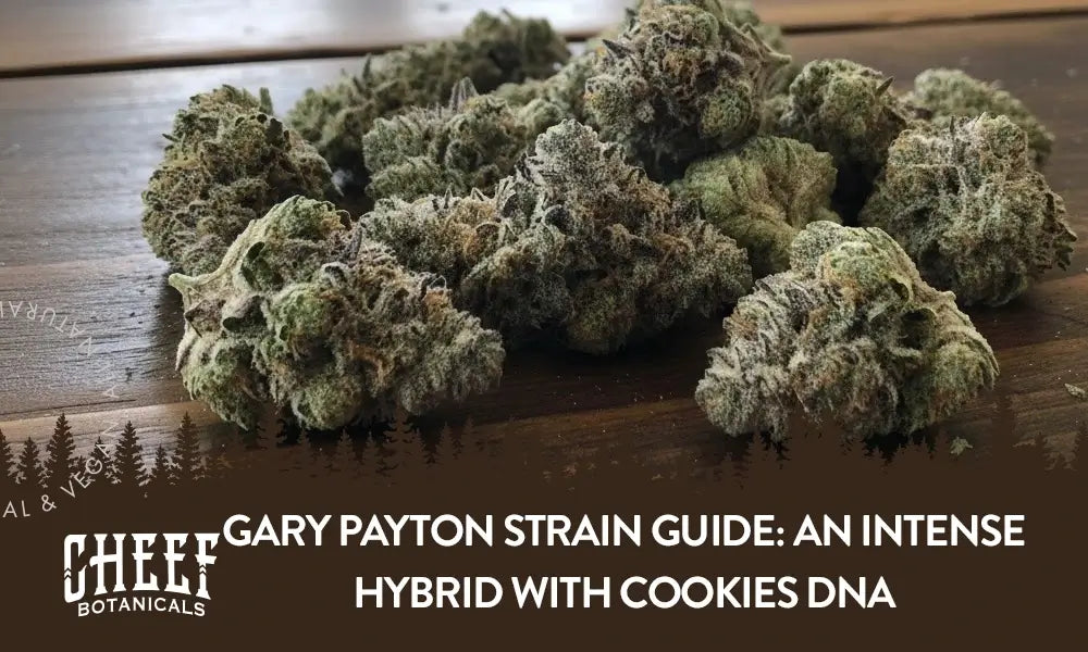 Gary Payton Strain Guide: An Intense Hybrid with Cookies DNA Gary Payton Strain Guide: An Intense Hybrid with Cookies DNA