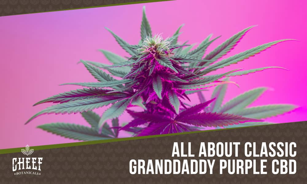 Granddaddy Purple CBD featured blog image by Cheef Botanicals. Shows A GDP bud growing on the plant with purple light in the room