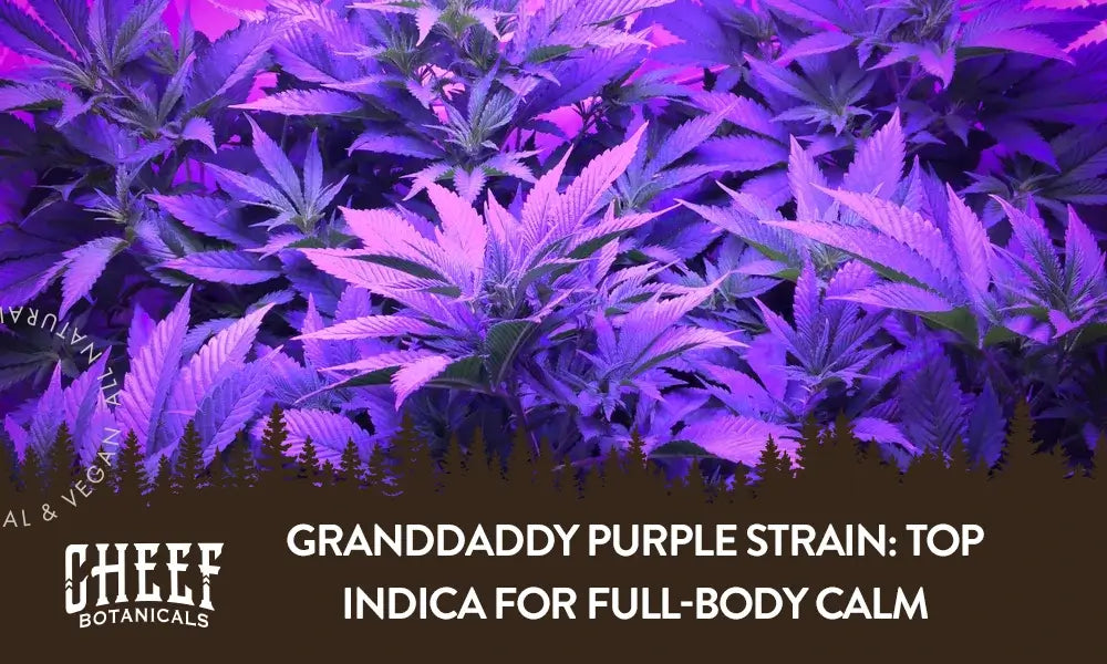 A bunch of Granddaddy Purple cannabis plants growing indoors under a purple grow light.
