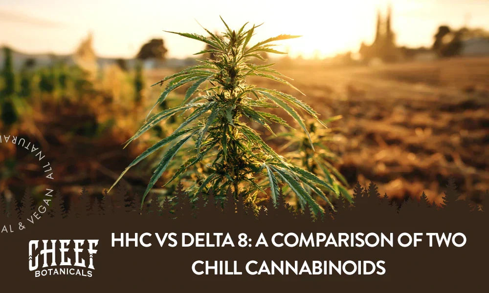 A cannabis plant growing outside with the title "HHC vs Delta 8".