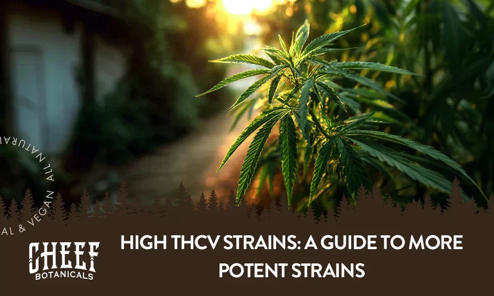 A cannabis plant growing outside with the title "High THCV strains".