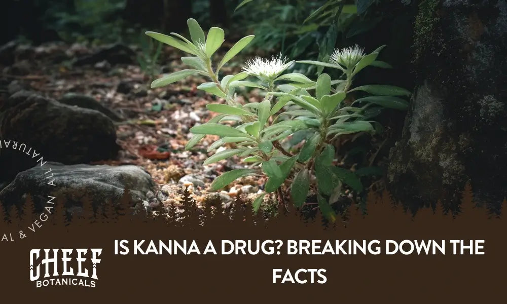 A kanna plant growing naturally outside with the title "Is kanna a drug".