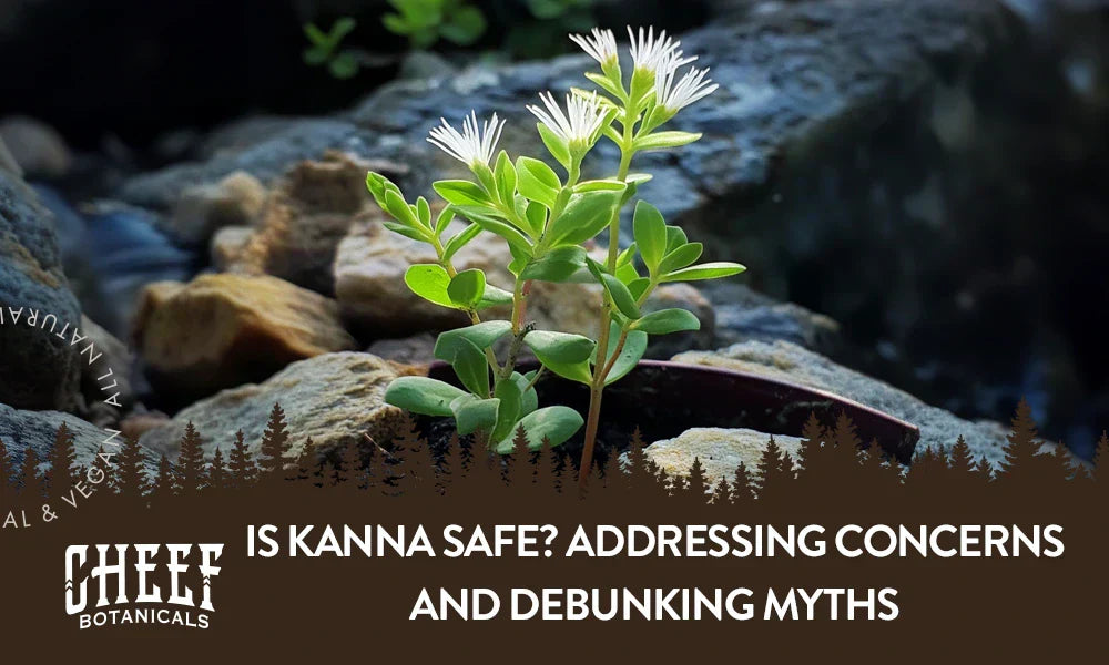 A kanna plant growing naturally outside with the title "Is kanna safe".