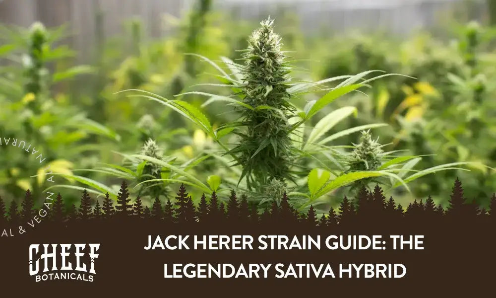 A Jack Herer plant growing outside.