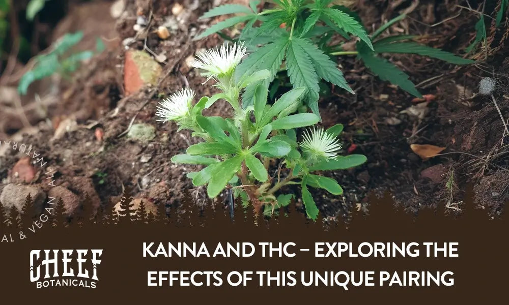 A kanna plant and a cannabis plant growing outside next to each other with the title "Kanna and THC".