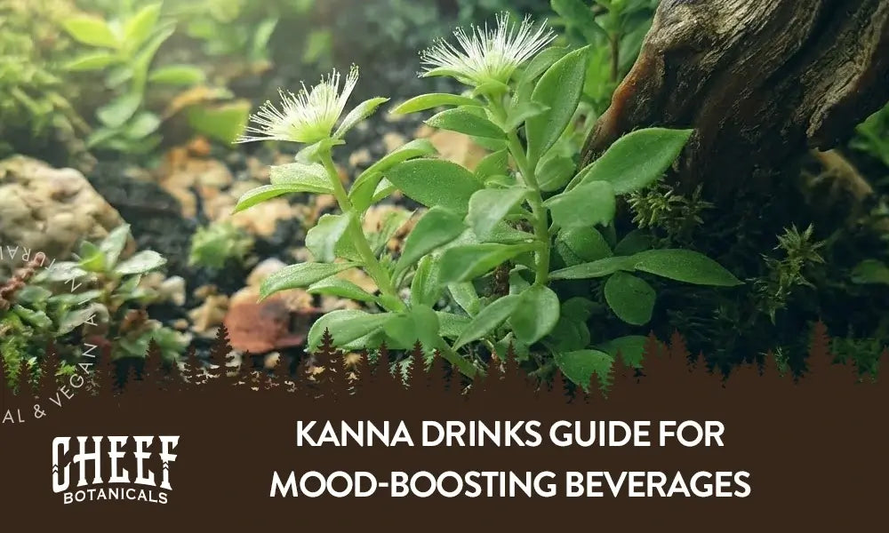 A kanna plant growing outside in a forest with the title "Kanna drinks guide".