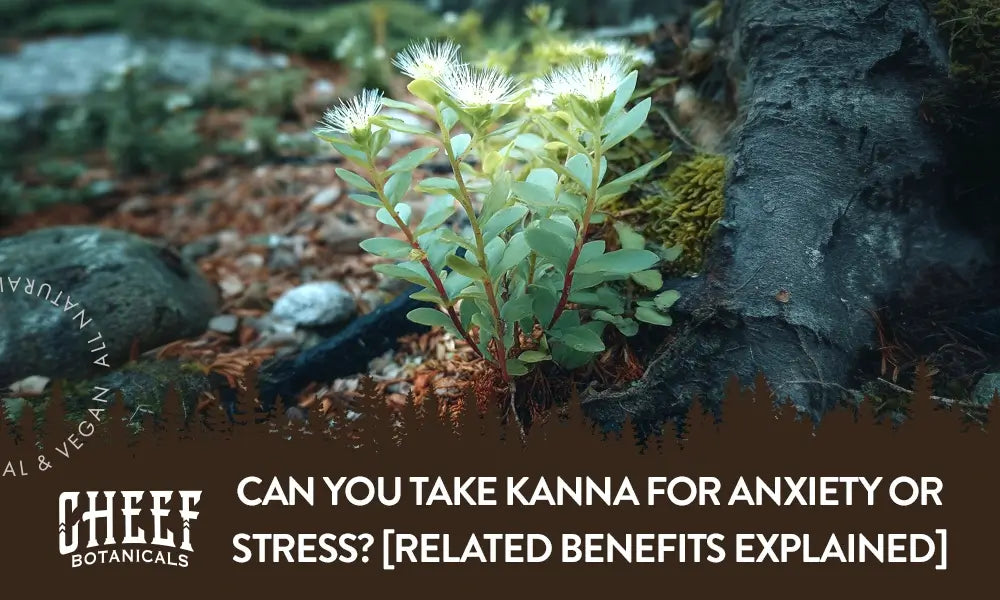 A kanna plant growing outside with the title "Can you take kanna for anxiety".