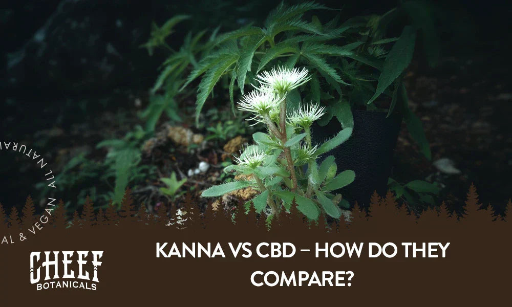 A kanna plant and CBD plant growing naturally outside.