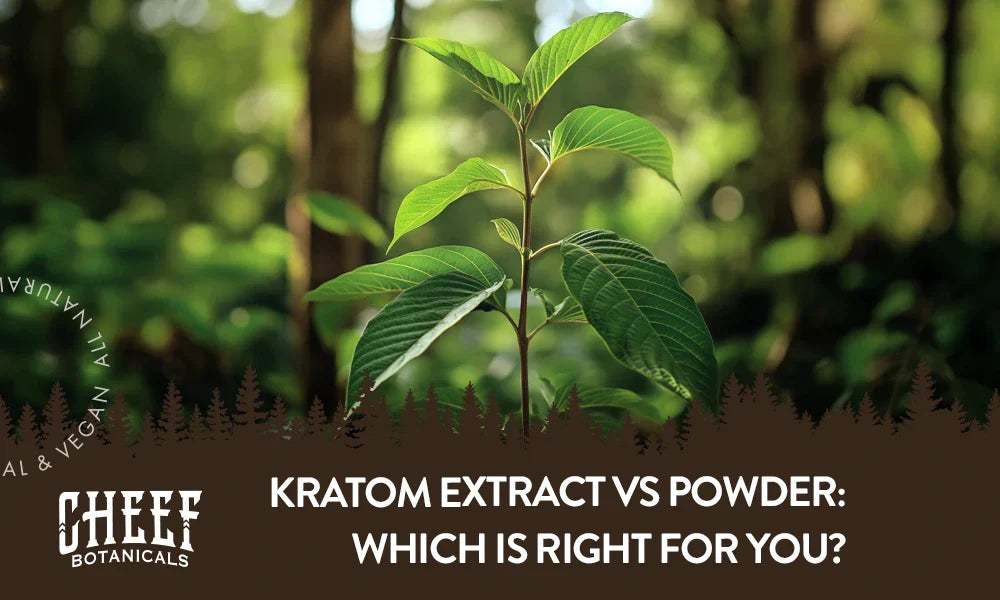 Kratom Extract vs Powder: Which Is Right for You?