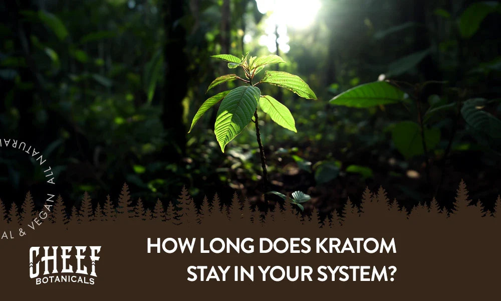 A kratom plant growing outside.