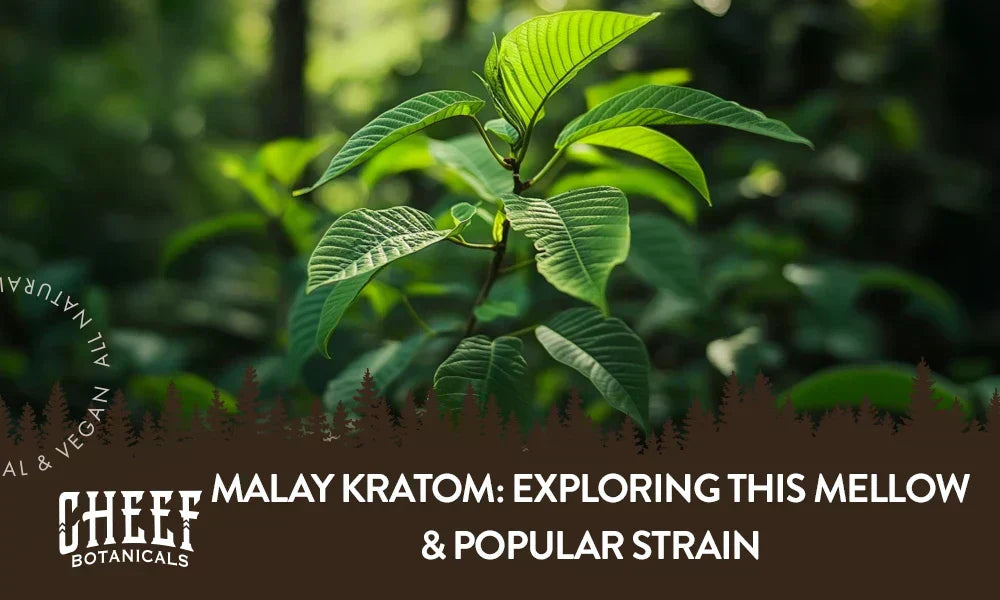 A malay kratom plant growing naturally outside.
