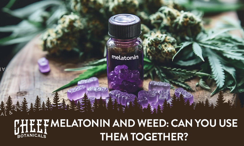 Melatonin and Weed featured blog image by Cheef Botanicals. Shows melatonin gummies and cannabis buds