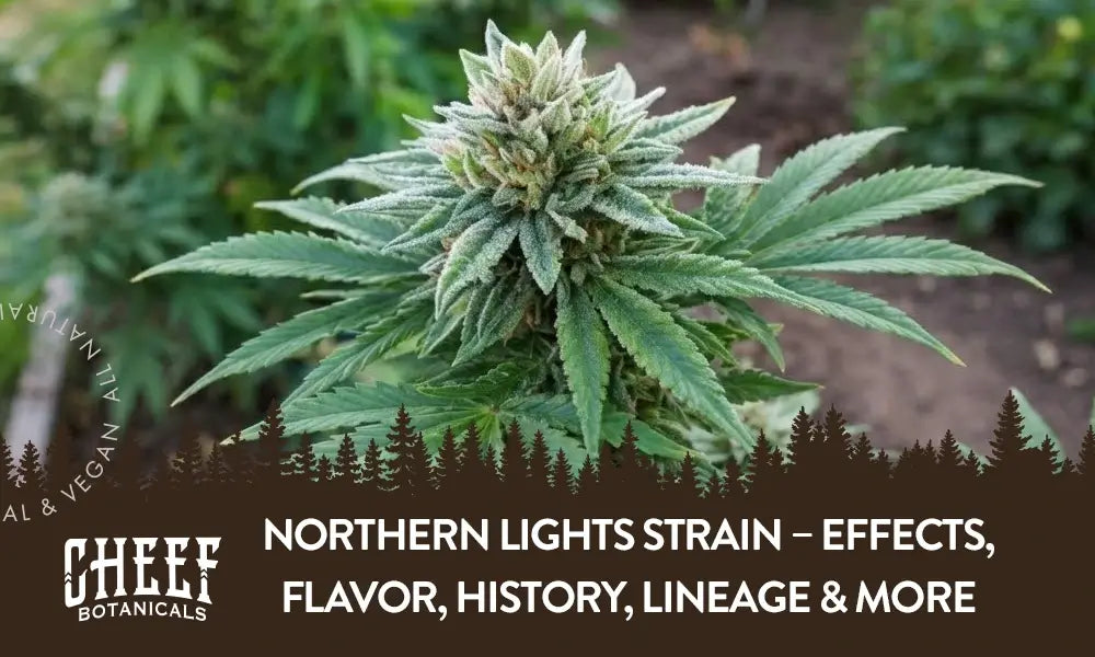 Northern Lights Strain – Effects, Flavor, History, Lineage & More