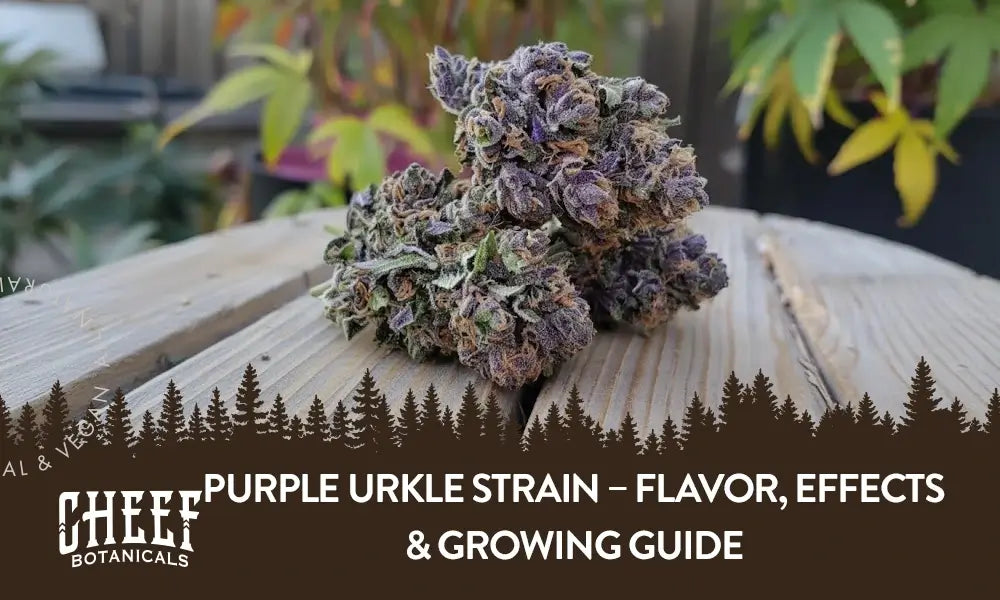 Two Purple Urkle cannabis buds sitting on a wooden table.