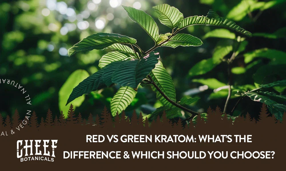 A Kratom plant growing naturally outside.