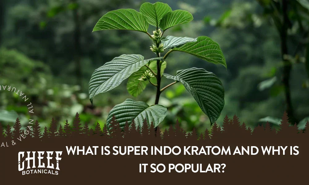What Is Super Indo Kratom featured blog image by cheef Botanicals.Shows a Super Indo Kratom plant growing naturally outside.