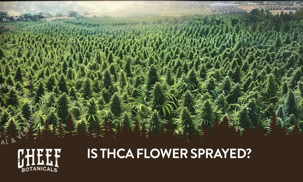 A field of THCa flower with the title "Is THCa flower sprayed".