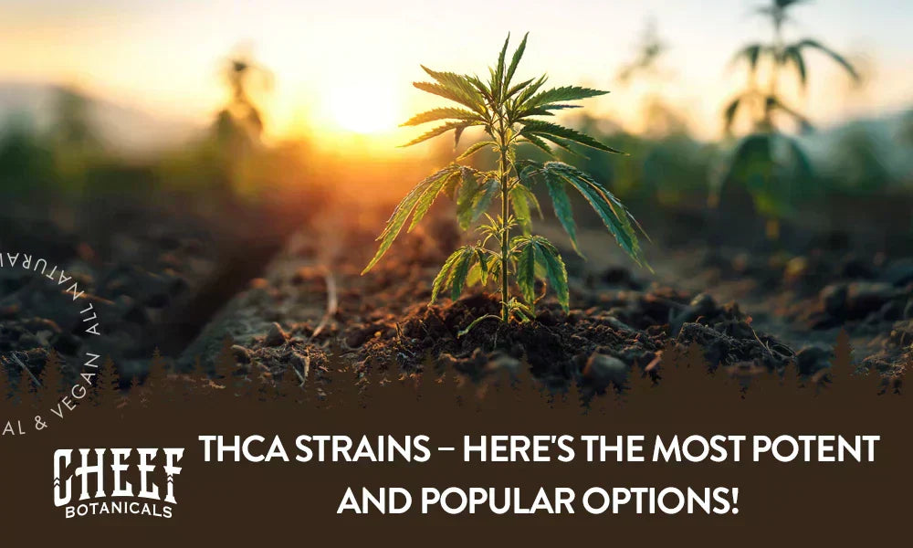 A cannabis plant growing outside with the title "THCa Strains".