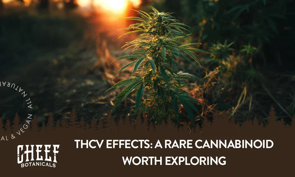 A cannabis plant growing naturally outside with the title "THCV effects".