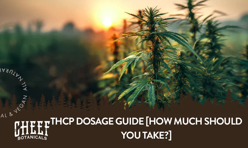A cannabis plant growing outside in a field with the title "THCp dosage".