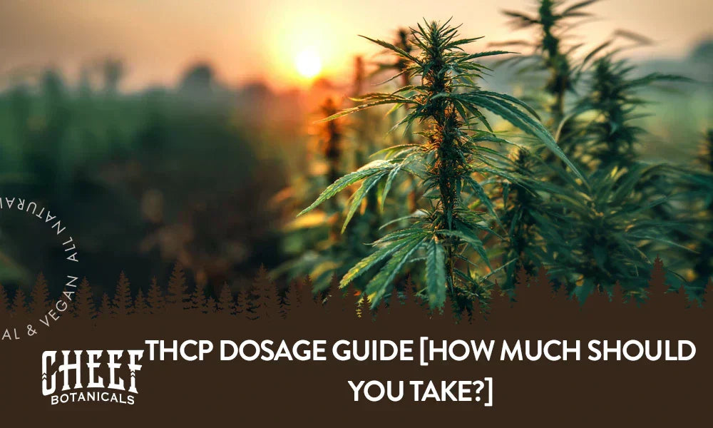 A cannabis plant growing outside in a field with the title "THCp dosage".