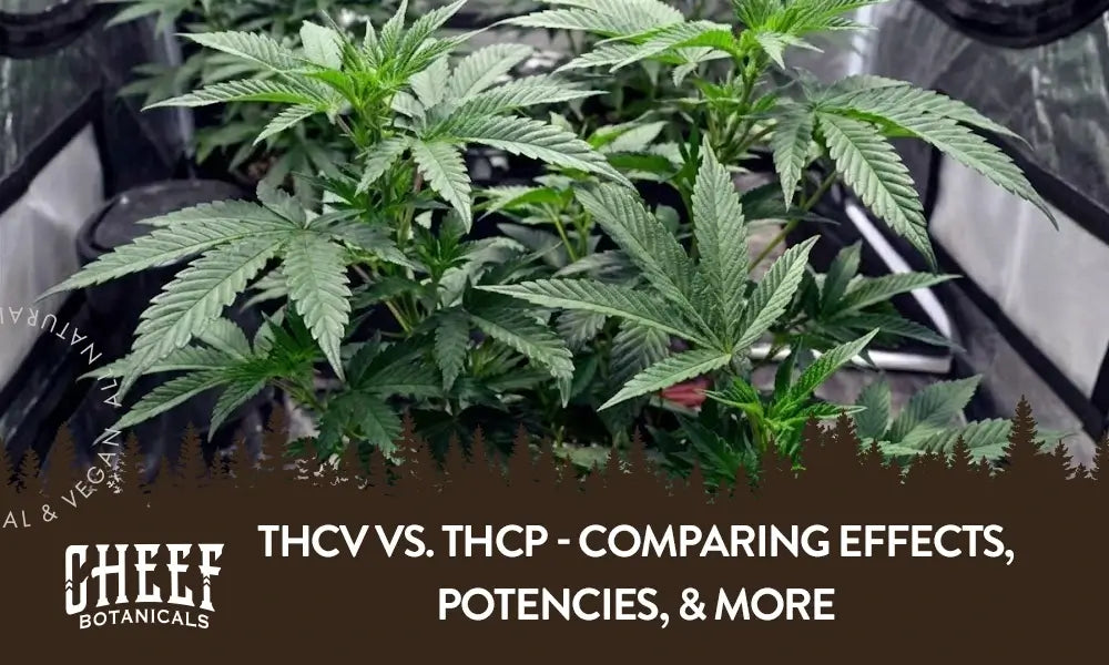 A cannabis plant growing in a greenhouse with the title "THCv vs THCp".
