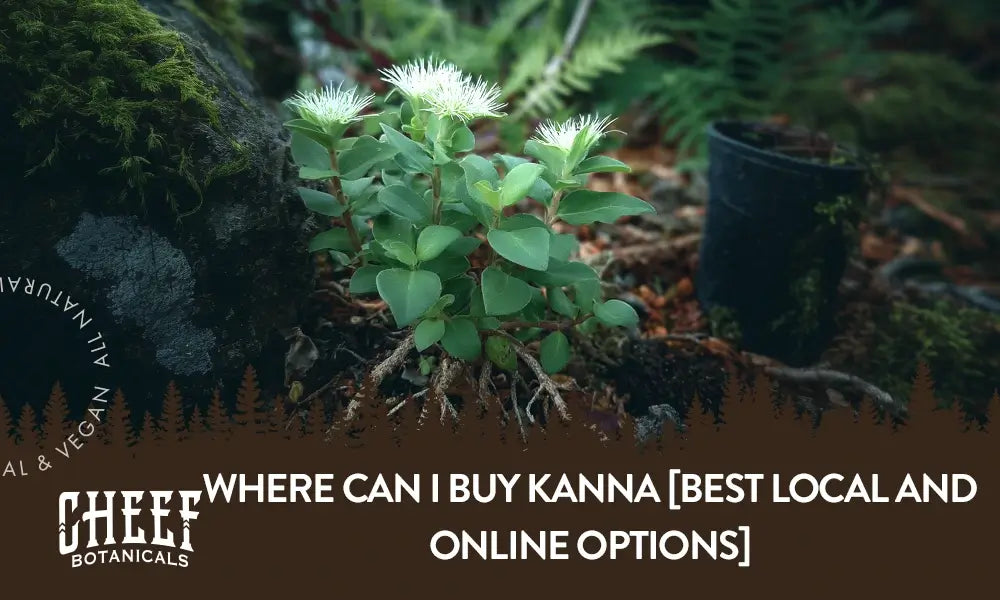 A kanna plant growing outside with the title "Where can I buy kanna".
