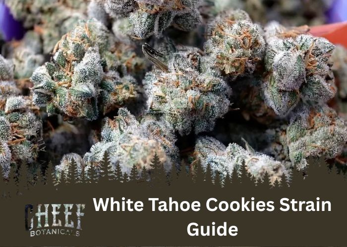 White Tahoe Cookies Strain Guide Feature Image by CheefBotanicals
