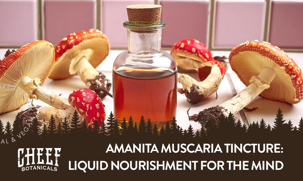 Amanita Muscaria Tincture featured blog image by Cheef Botanicals. Bottle with golden tincture inside next to amanita mushrooms on a tile countertop