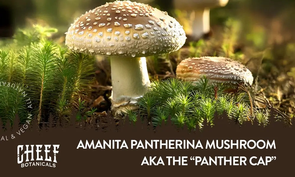 Amanita Pantherina Mushroom AKA Panther Cap featured blog image by Cheef Botanicals. Shows two Amanita Pantherina mushrooms growing in the wild, in the forest.