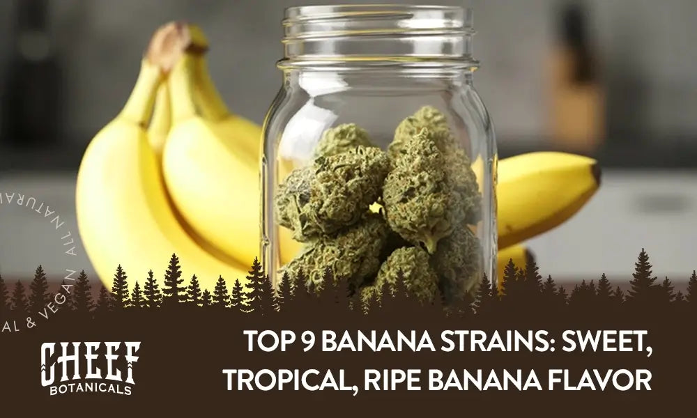 Banana Strains featured blog image by Cheef Botanicals. Shows A mason jar full of Banana OG buds with a small bunch of bananas behind it