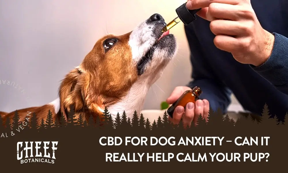 CBD for Dog Anxiety featured blog image by Cheef Botanicals. Shows a brown and white dog licking licking CBD oil from a handheld tincture dropper.