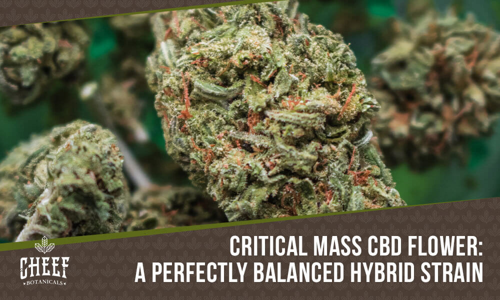 critical mass cbd