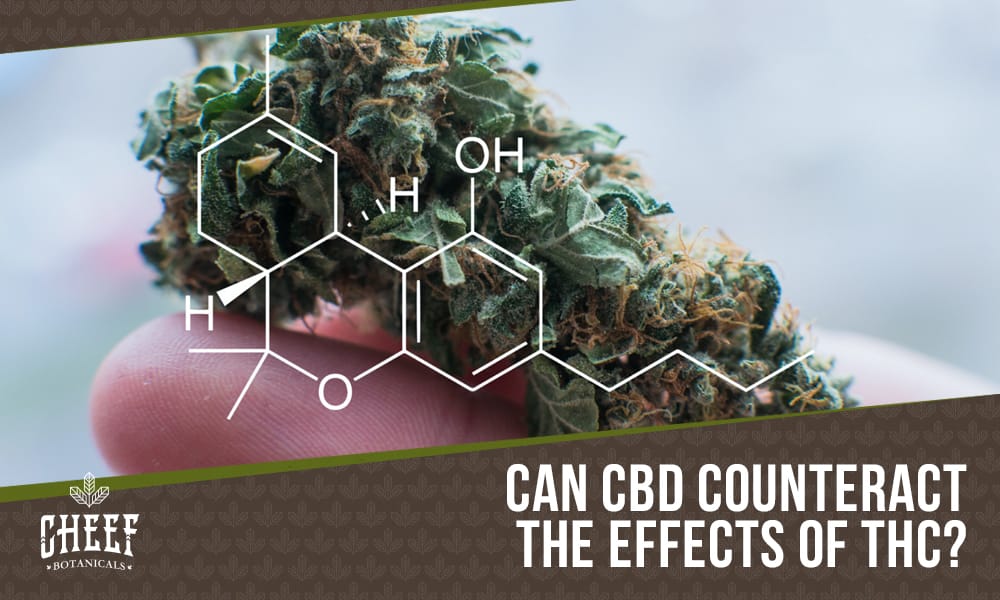 Does CBD Counteract THC featured blog image by Cheef Botanicals. Shows the THC molecule with a hand held cannabis bud in the background.