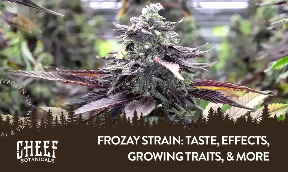 Frozay Strain featured blog image by Cheef Botanicals. Shows a top bud of Frozay in grow room, week seven