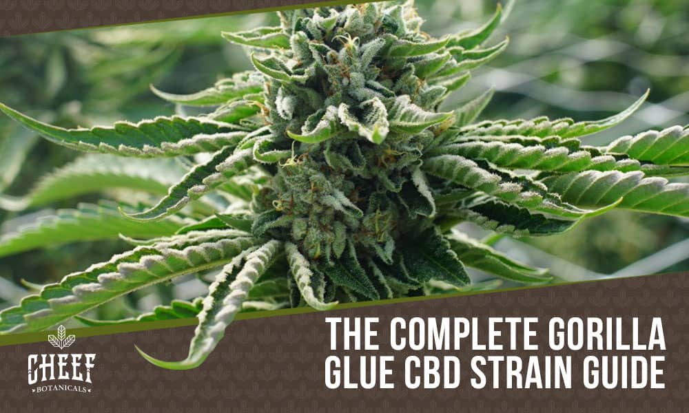 gorilla glue cbd