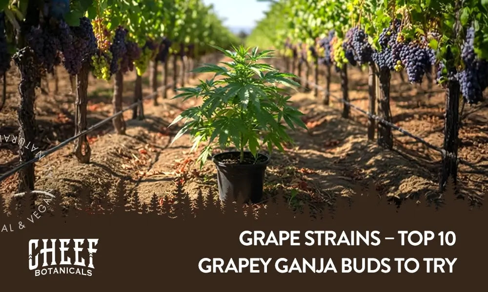A cannabis plant growing in the middle of a grape plantation with the title "Grape strains".